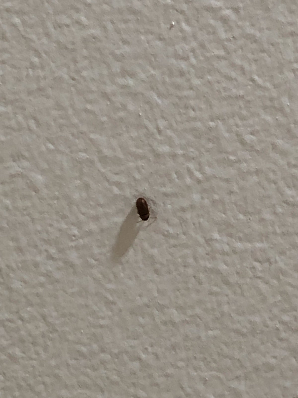 Why Are There Little Bugs On My Ceiling