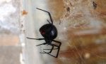 Black Widow.jpg