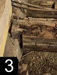 Wood Tree Rock Geology Plant