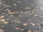 IMG_20141104_095656.jpg